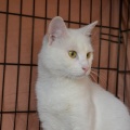 86272 - MARVIN