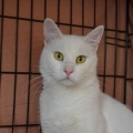 86272 - MARVIN
