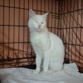 86272 - MARVIN