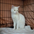 86272 - MARVIN