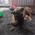 79541 - TEDDY (MY TEDDY)