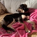 89259 - SALLY (LOLA)