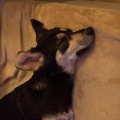 89259 - SALLY (LOLA)