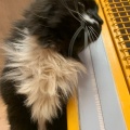 230444 - TOMMY