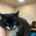 230444 - TOMMY