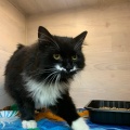 230444 - TOMMY