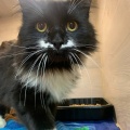 230444 - TOMMY