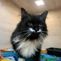 230444 - TOMMY