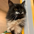 230444 - TOMMY