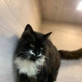 230444 - TOMMY