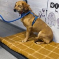 90412 - SIMA