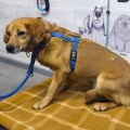 90412 - SIMA