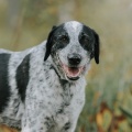76691 - COOPER (GAVRUSHA)