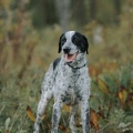 76691 - COOPER (GAVRUSHA)