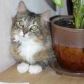 Mimmi