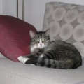 Nelson