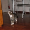 Nelson
