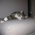 Nelson