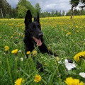 33514 - ROCCO