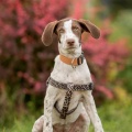 69690 - TEX (CAPUCHINKA)
