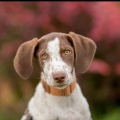 69690 - TEX (CAPUCHINKA)