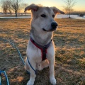 66523 - RUFO (RUDI)