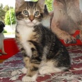 Kassipojad