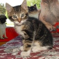 Kassipojad