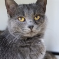 82532 - MARA