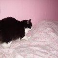 Kiska ( Mängupoiss )