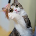 83334