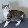 83334