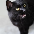 82863 - BORIS