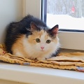 232227 - MANJA