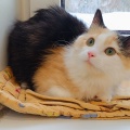 232227 - MANJA