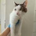 82523 - FELIX