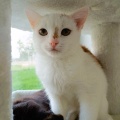 80082 - CHURRO