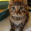 242119 - SIMBA