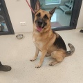84167 - BRUCE
