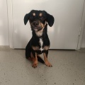 84723 - MANJA