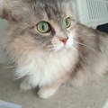 85414 - KESSY