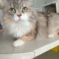 85414 - KESSY