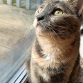 82519 - MIRA