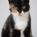 242081 - SELLIA