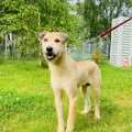 86582 - BUSYA