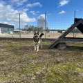 76929 - ALCHAR