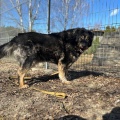 78926 - MISHA