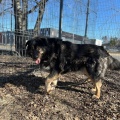 78926 - MISHA