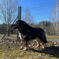 78926 - MISHA
