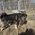 78926 - MISHA